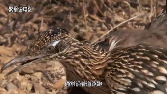 鸟类秘闻在线观看,在线观看探索未知世界